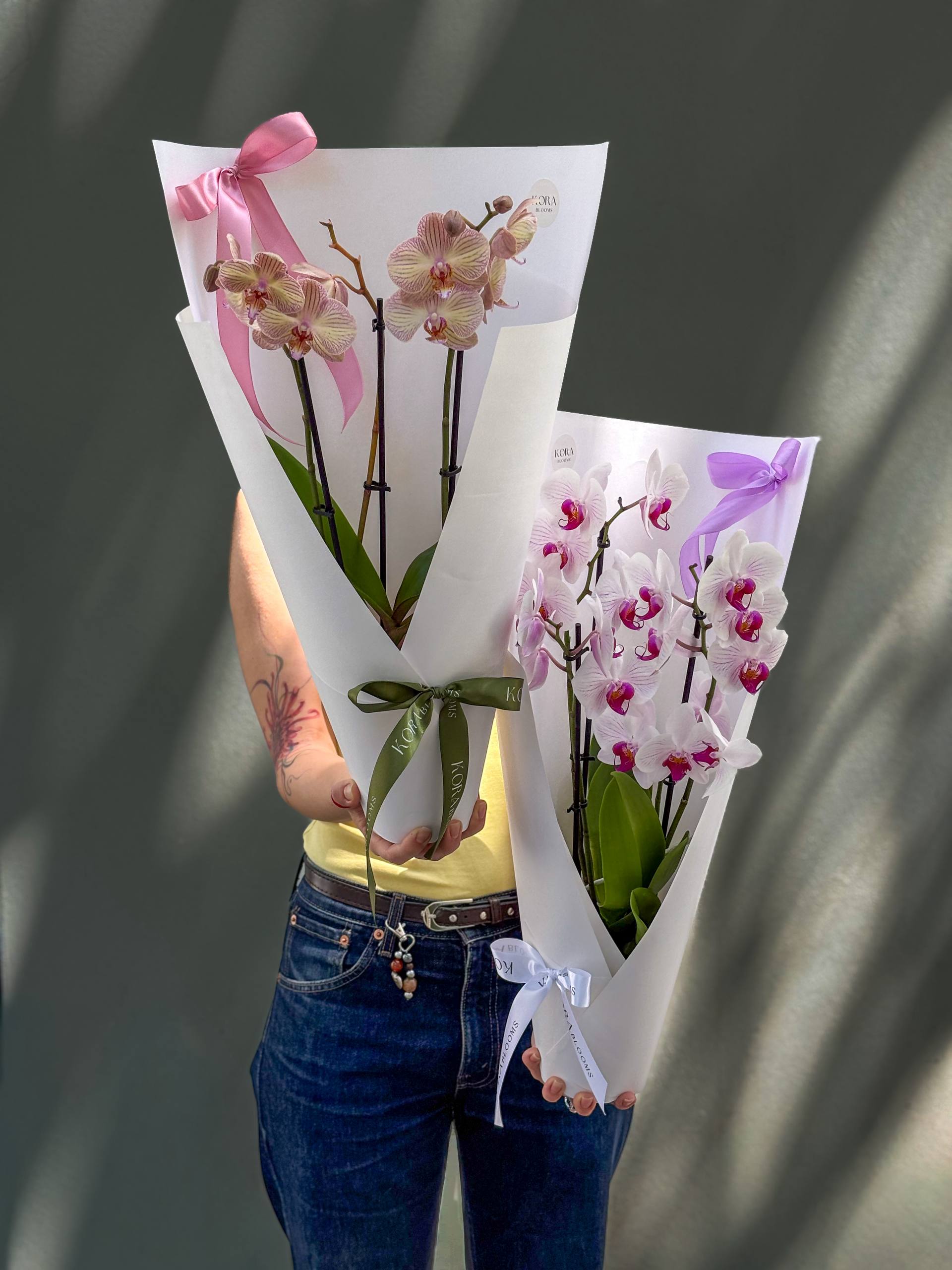 Orchid Phalaenopsis