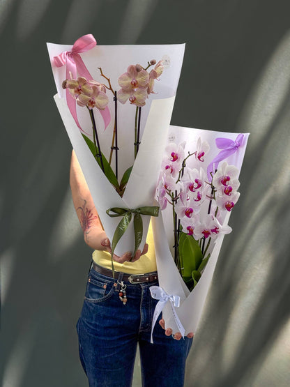 Orchid Phalaenopsis