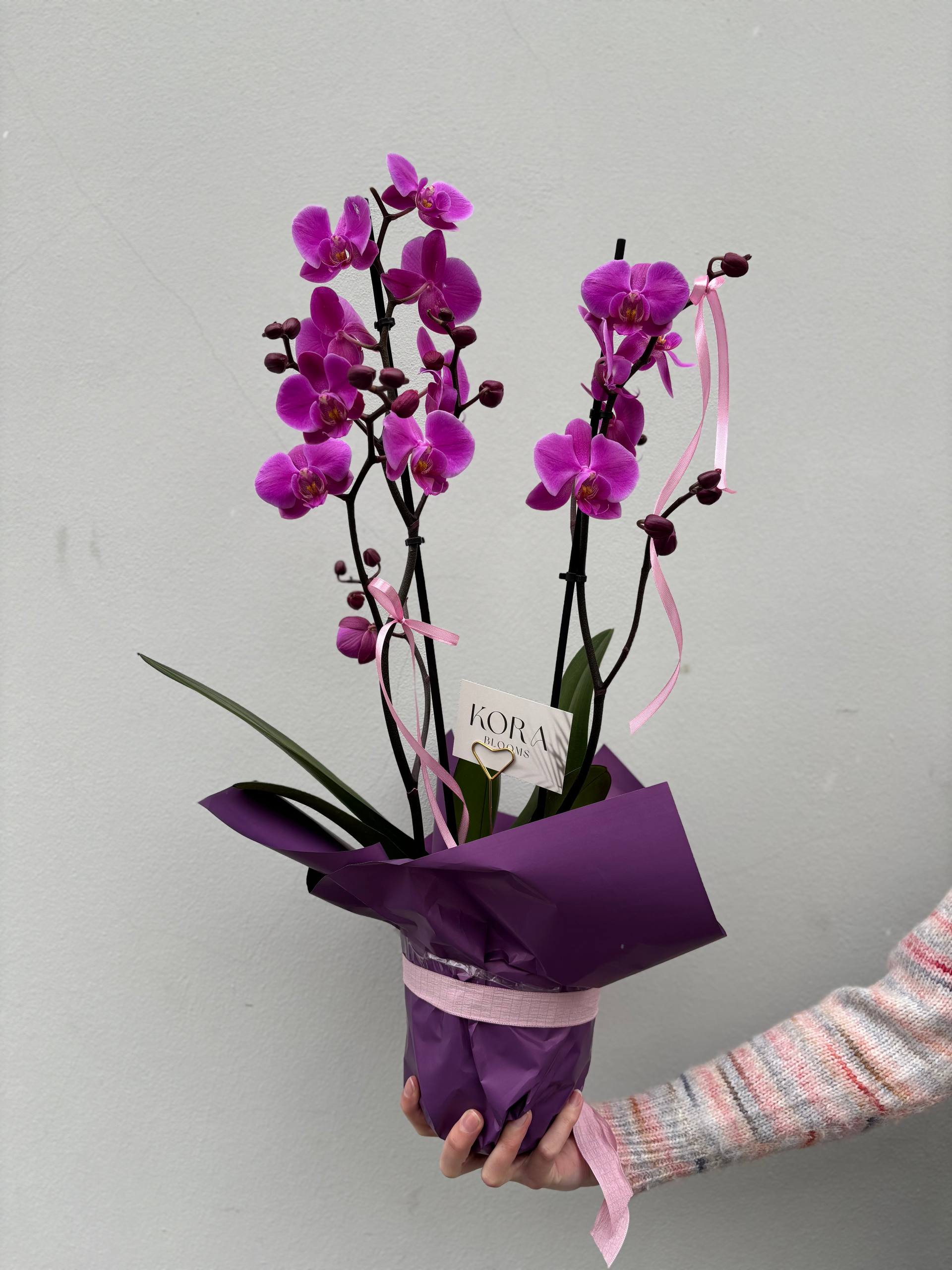 Orchid Phalaenopsis