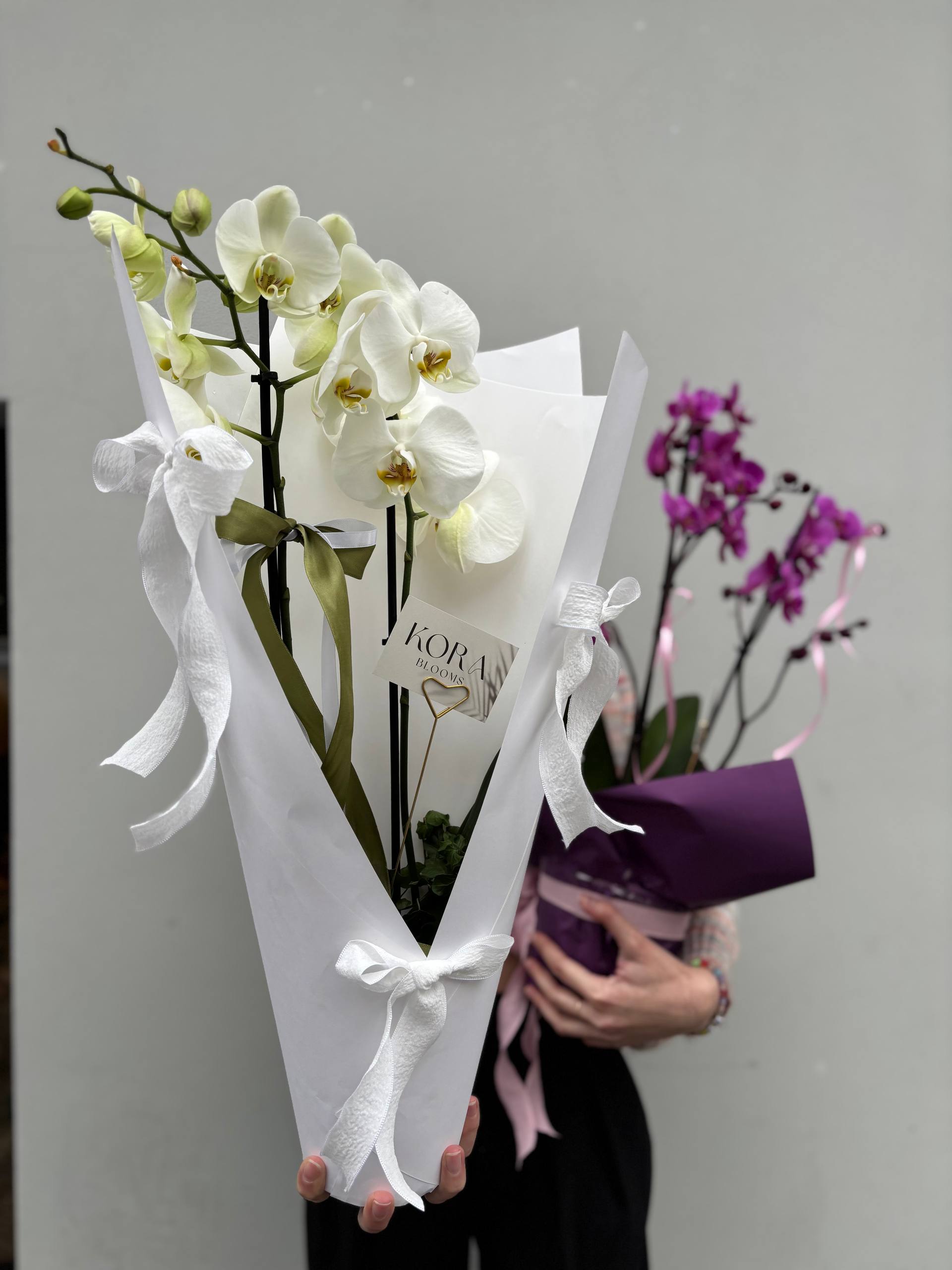 Orchid Phalaenopsis