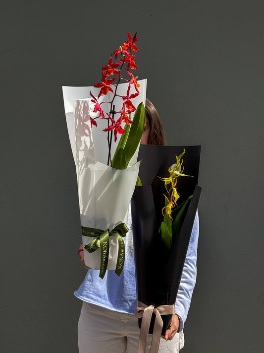 Orchid Oncidium